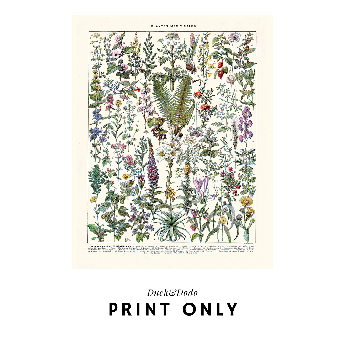 Plantes Medicinales Print