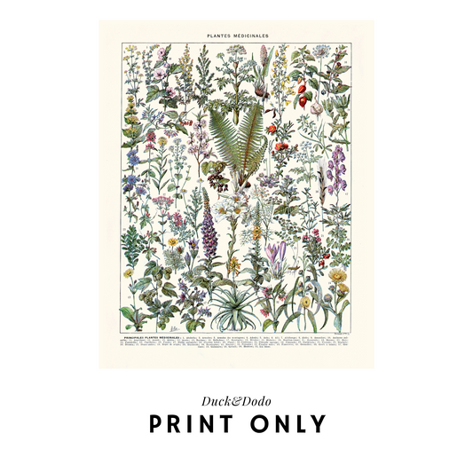 Plantes Medicinales Print