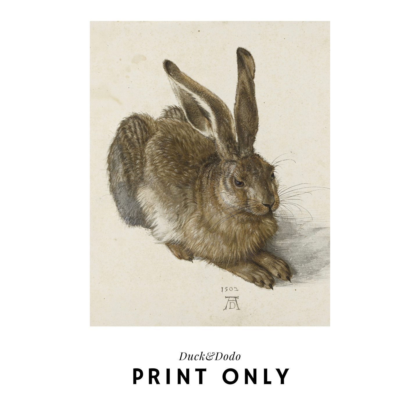 Antique Hare Print