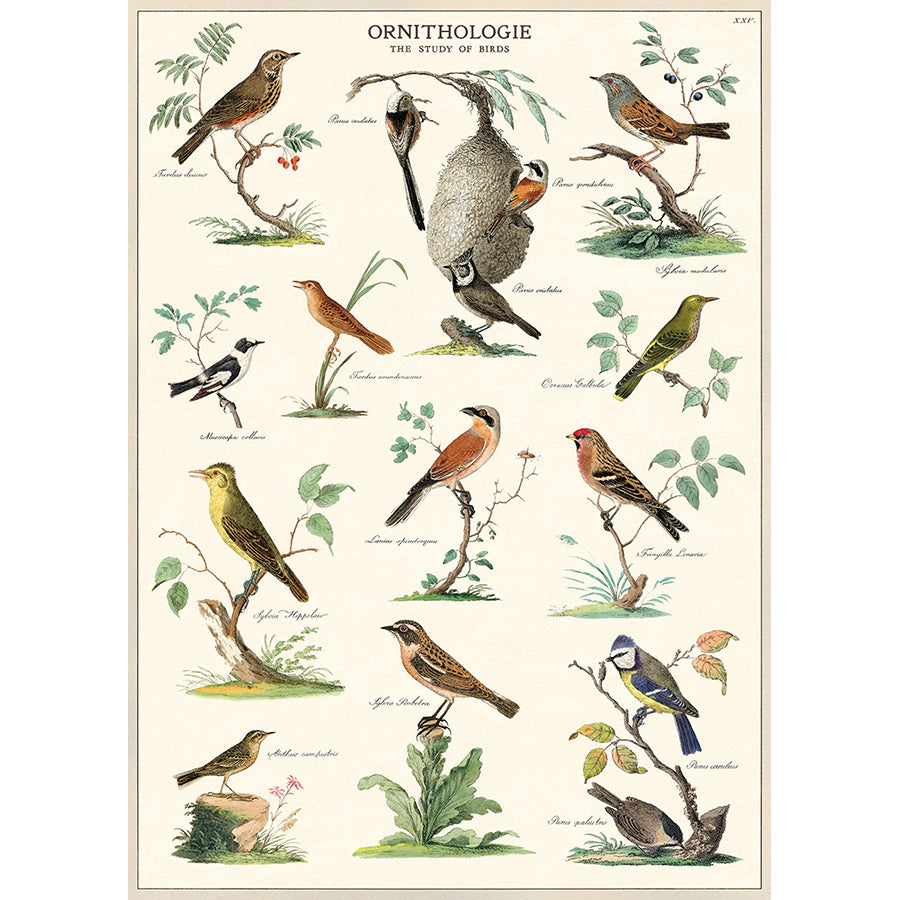 Ornithologie Wrap