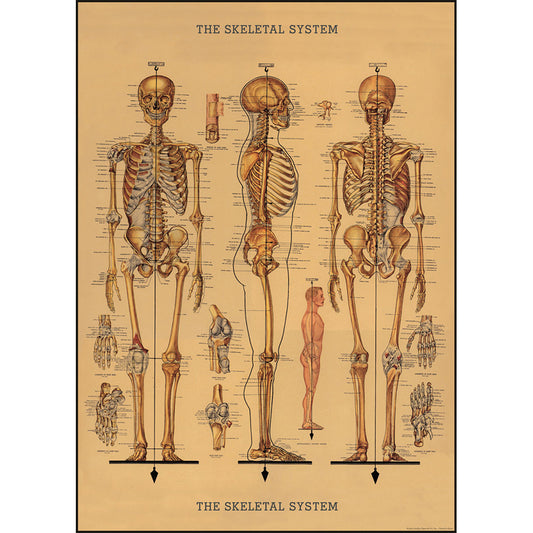 skeleton wrap